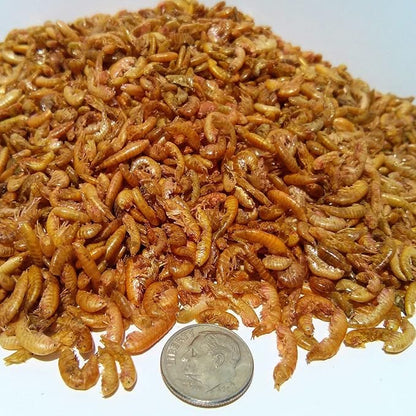 Aquatic Foods Inc. Gammarus - Freeze Dried Gammarus for Small & Medium Tropical Fish, Cichlids, Groumis, Catfish, Marine Fish, Corals, Anemones, Baby Koi and Pond Fish - 2-lbs