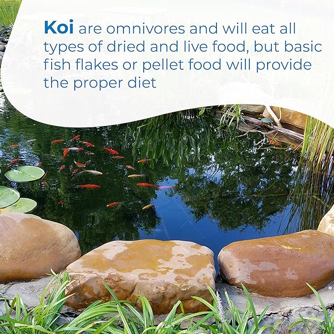 Toledo Goldfish Standard Fin Koi, Variety of Colors and Patterns - Beautiful Live Fish Perfect for Ponds, Tanks, and Aquariums - 3-4 Inches, 10 Count