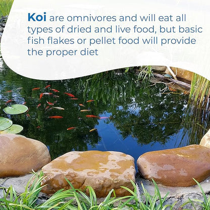 Toledo Goldfish Standard Fin Koi, Variety of Colors and Patterns - Beautiful Live Fish Perfect for Ponds, Tanks, and Aquariums - 3-4 Inches, 10 Count