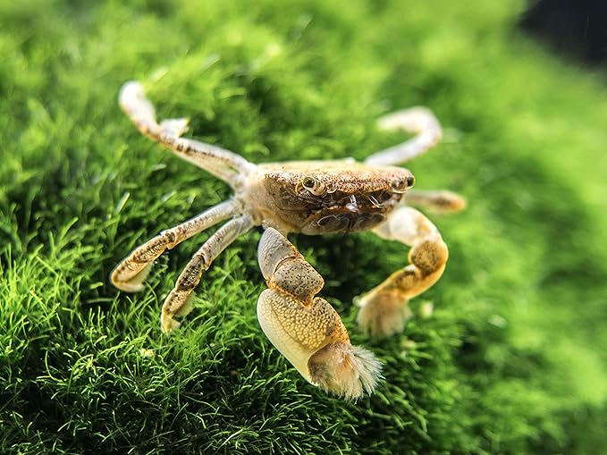 Aquatic Arts 2 Live Freshwater Pom Pom Crabs | Real Living Nano Aquarium Fish Tank Pet | Betta/Danio/Rasbora/Guppy Compatible