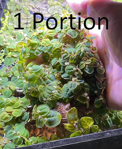 Huge Portion Red Root Floater Plants Lots of Leafs Phyllanthus fluitans Live Floating Aquarium Plant Awesome Aquatic