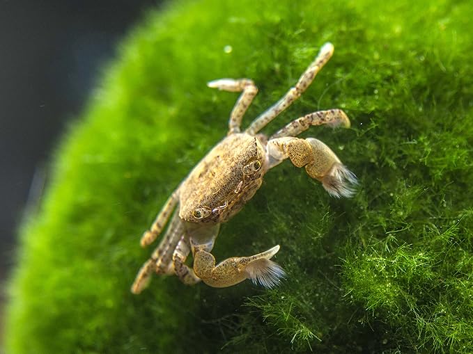 Aquatic Arts 2 Live Freshwater Pom Pom Crabs | Real Living Nano Aquarium Fish Tank Pet | Betta/Danio/Rasbora/Guppy Compatible
