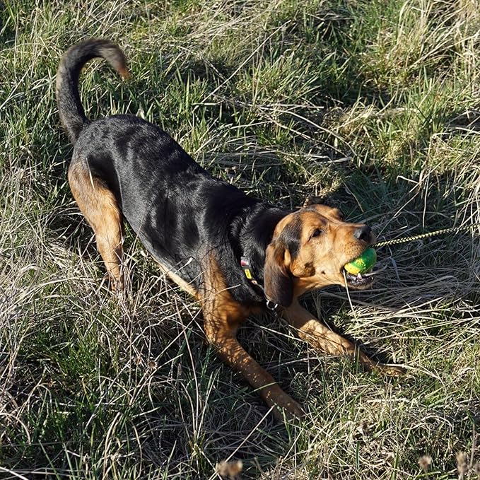 Dingo Nubby Dog Ball - Fully Rubber-Filled, with 60 cm Long Rope - Suitable for Fetching, Dog Sports, Agility, Playtime - Medium Size - Random Colour