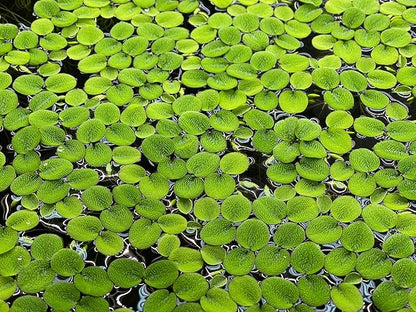 Water Spangle, Salvinia Minima, Live Aquarium/Aquatic/Freshwater/Floating/Pond Plant/Planted Tank/Aquascaping/Paludarium by Aquarium Plant Center (6 Plants, 30+ Leaves)