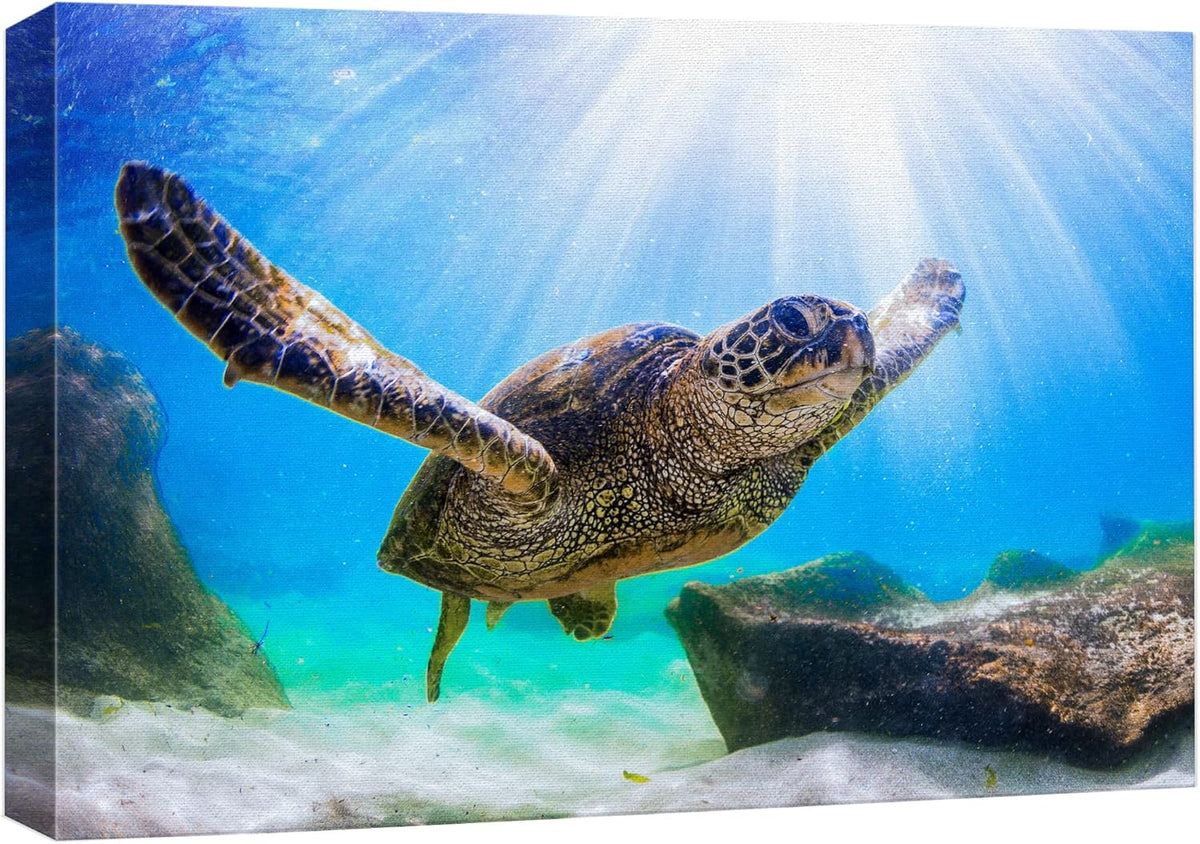 wall26 Canvas Print Wall Art Sunlight Ray Tropical Turtle Swimming Ocean Nature Animals Photography Realism Rustic Scenic Landscape Wilderness Colorful for Living Room, Bedroom, Office - 12"x18"