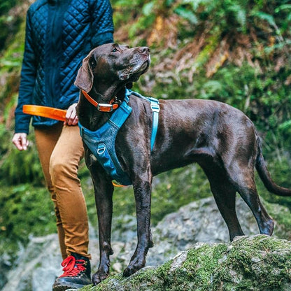 Kurgo Journey Air Dog Harness, Blue, Medium | Padded Chest, Ripstop Outer & Breathable Mesh, Back Assist Handle, Rust-Free Aluminum Hardware, Reflective Trim