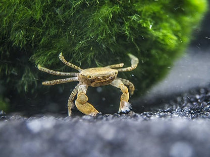 Aquatic Arts 2 Live Freshwater Pom Pom Crabs | Real Living Nano Aquarium Fish Tank Pet | Betta/Danio/Rasbora/Guppy Compatible