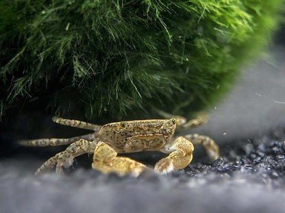 Aquatic Arts 2 Live Freshwater Pom Pom Crabs | Real Living Nano Aquarium Fish Tank Pet | Betta/Danio/Rasbora/Guppy Compatible