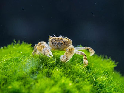 Aquatic Arts 2 Live Freshwater Pom Pom Crabs | Real Living Nano Aquarium Fish Tank Pet | Betta/Danio/Rasbora/Guppy Compatible